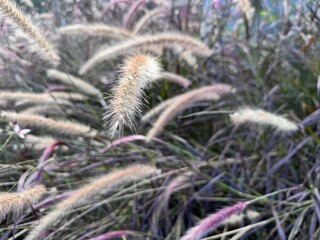 A close-up view of Pennisetum setaceum &lsquo;Rubrum&rsquo; with its purple fountain-like spikes and graceful arching leaves. The ornamental grass sways in natural light, creating a soft and textured botanical.