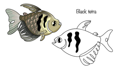 Black tetra