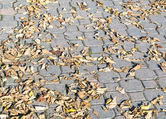 Fallen leaves on a brick walkway in Winnipeg, Manitoba, Canada on a sunny fall day