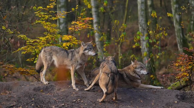 Ein Rudel W&ouml;lfe versammelt sich im herbstlichen Wald, Wolf (Canis lupus), Deutschland, Europa