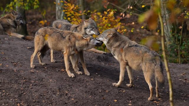 Ein Rudel W&ouml;lfe versammelt sich im herbstlichen Wald, Wolf (Canis lupus), Deutschland, Europa