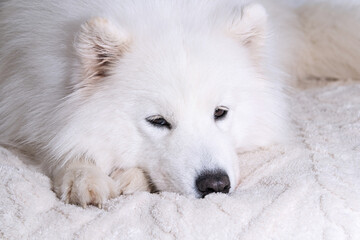 thoughtful samoyed dog relaxing on fluffy bed at home