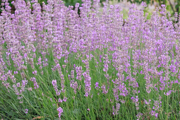 Obraz premium lavender field blooming in summer garden