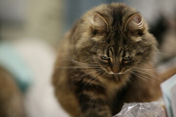 Close-up of a fluffy tabby cat with focused expression