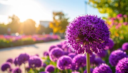 Purple flowers in sun display vibrant beauty vibrant purple blossoms glow under natural sunlight
