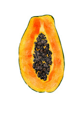 Papaya in cross-section, exotic fruit, watercolor illustration