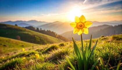 Yellow flower brightens vast grassy field solitary yellow blossom thrives amidst lush green pasture