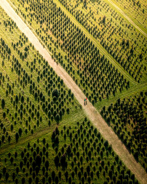 Aerial view of rows of fern trees, neatly aligned and separated by light-colored sandy paths, create a textured geometric pattern from above, Peekskill, New York, United States.