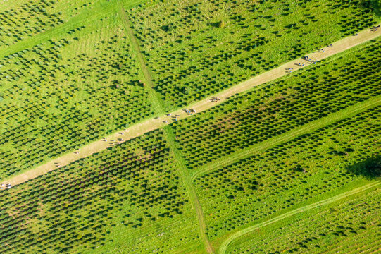 Aerial view of an orderly plantation of trees contrasts sharply with the vibrant green grass, divided by pale pathways as families go to pick apples, Peekskill, New York, United States.