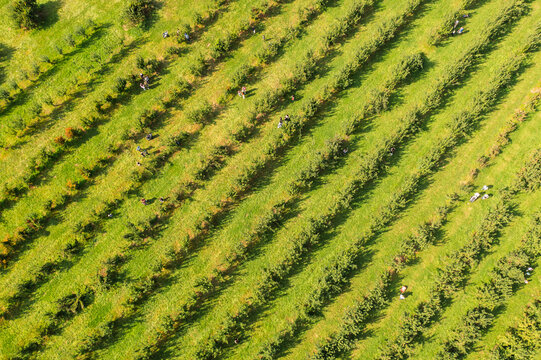 Aerial view of rows of trees creating a textured, patterned landscape with bright green grass and scattered shadows as people pick apples, Peekskill, New York, United States.