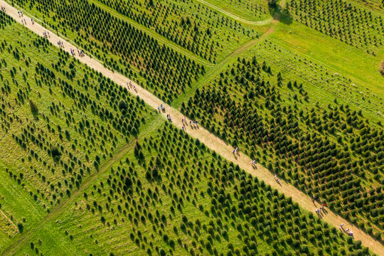 Aerial view of a straight pathway cutting through rows of lush green fern trees, a verdant tapestry of nature's artistry as families stroll to pick apples. Peekskill, New York, United States.