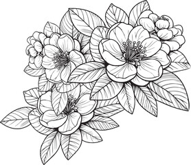 Set of a decorative stylized honeysuckle flower isolated on a white background. Highly detailed vector illustration, doodling, and zentangle style, tattoo design blossom Quince line drawing