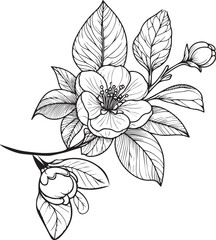 Vector sketch of Quince flowers. Vector illustration of a Beautiful ivy flower with a bouquet of yellow Quince flowers and leaves. vintage floral vector illustration, detailed flower coloring pages