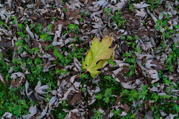 Bright green leaf stands out on a ground covered with brown and green leaves in a park