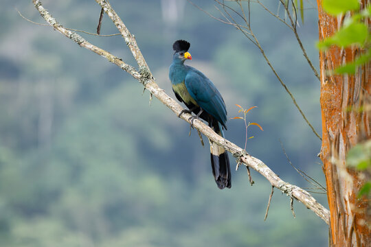 Great Blue Turaco, also known as the lipstick bird, perched in a tree in Uganda