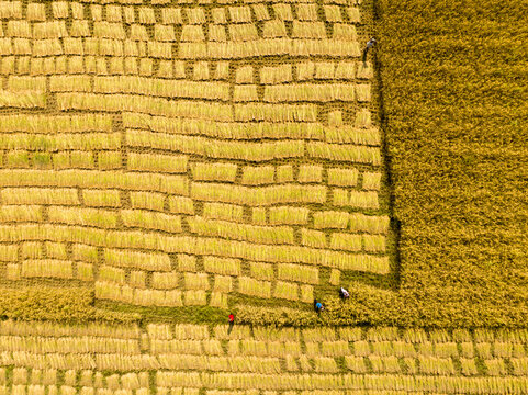 Aerial view of golden harvest fields patterned like woven threads under the sun, creating a mesmerizing display of agricultural artistry, Khulna, Khulna Division, Bangladesh.
