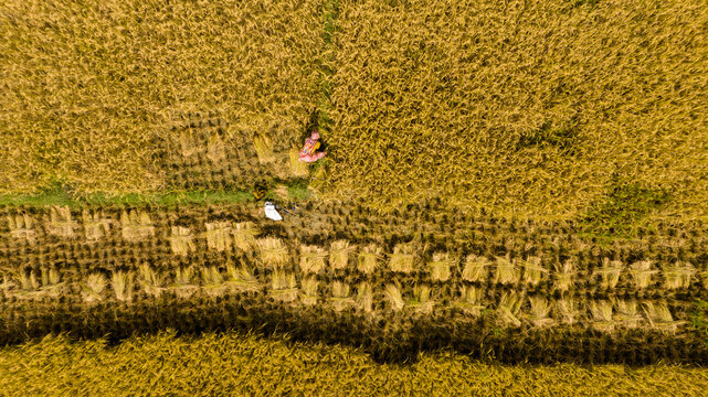 Aerial view of farmers harvesting crops in a golden field, creating a geometric pattern of cut and uncut rice, Khulna, Khulna Division, Bangladesh.