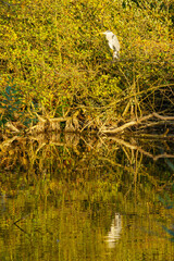Grey Heron (Ardea cinerea) near the lake in Schwerin
