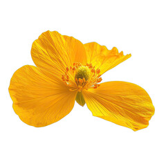 Vibrant yellow alpine flower isolated against a stark black background.