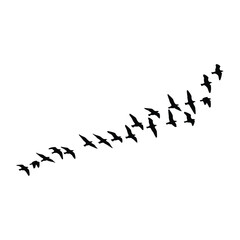 Silhouettes of a flock of birds flying in an upward curved path