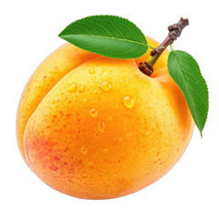 A single, ripe apricot covered in fresh water droplets, set against a solid black background.