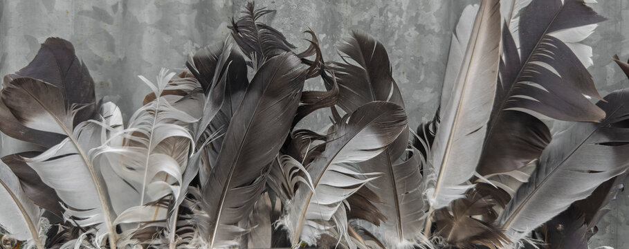 feathers - Powered by Adobe