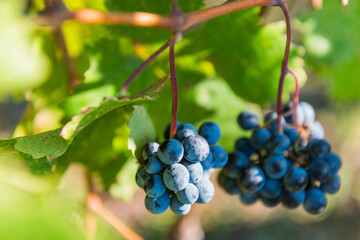 Close-up of a cluster of ripe blue grapes hanging on a vine surrounded by lush green leaves. The sunlight highlights their natural texture, symbolizing harvest and vineyard beauty.