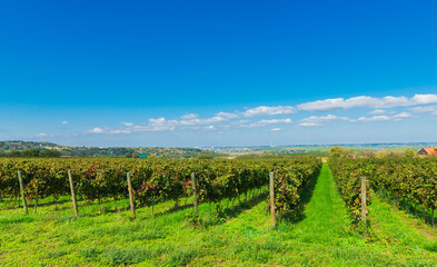 Scenic vineyard in Sremski Karlovci, Serbia, with rows of grapevines stretching toward rolling hills and scattered houses under a bright blue sky.