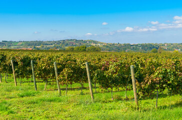  Neatly aligned vineyard rows in Sremski Karlovci, Serbia, stretching toward a scenic horizon with forests and distant towns under a bright blue sky.