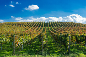  Lush vineyard rows in Sremski Karlovci, Serbia, under a bright blue sky with scattered clouds, offering a panoramic view of the scenic countryside.