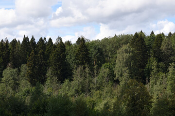 A fragment of a dense deciduous and coniferous forest near Moscow © olgavolodina
