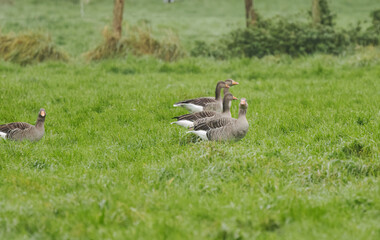 Greylag geese in a meadow, greylag geese surrounded by tall grass, a fence in the background, many greylag geese in the field, anser anser