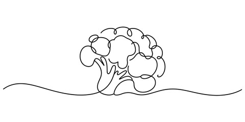 Minimalist one line drawing of a broccoli head with stem and leaves, abstract organic shape, simple, clean, isolated on white background, graphic art Vector, illustration