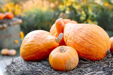 Large orange pumpkins on hay, captured close-up in an autumn garden. Warm sunlight, detailed textures, atmospheric seasonal decoration.