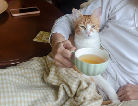 A small yellow-and-white kitten rests peacefully on its owner&rsquo;s stomach, while she drinks tea