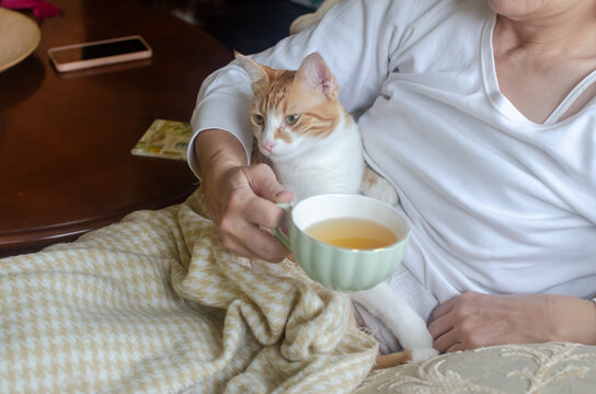 An adorable yellow-and-white cat resting peacefully on its owner&rsquo;s lap, while she is drinking tea