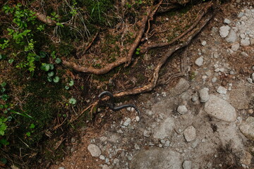 Forest Floor Snake Amongst Roots and Moss