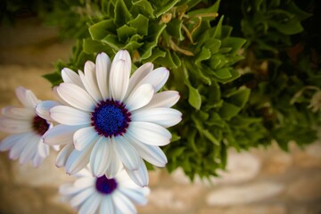 blue and white flower