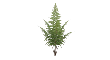 Rendered coniferous tree stands tall against a plain black background