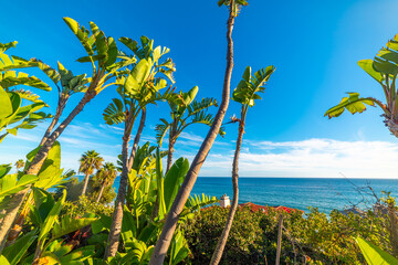 Tropical vegetation by the sea in Malibu.