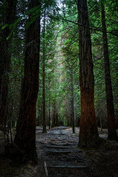 camino en un bosque oscuro de pinos