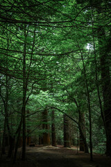 Fototapeta premium frondoso bosque que deja entrar muy poco la luz del sol