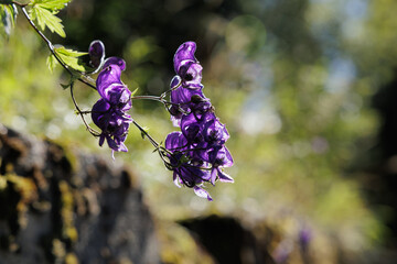 vista macro dei fiori color viola di una pianta selvatica, in un ambiente naturale di montagna, in Italia, di giorno, a fine estate