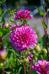 dahlia Dutch Silence with a raspberry color