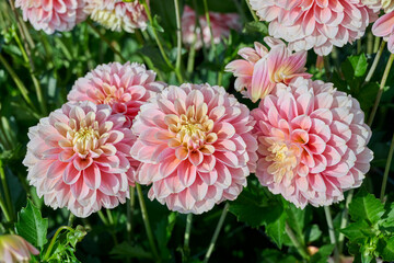 dahlia Giovanna with pink and white petals and a yellow heart