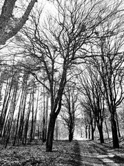 drzewa bez liści © Marta