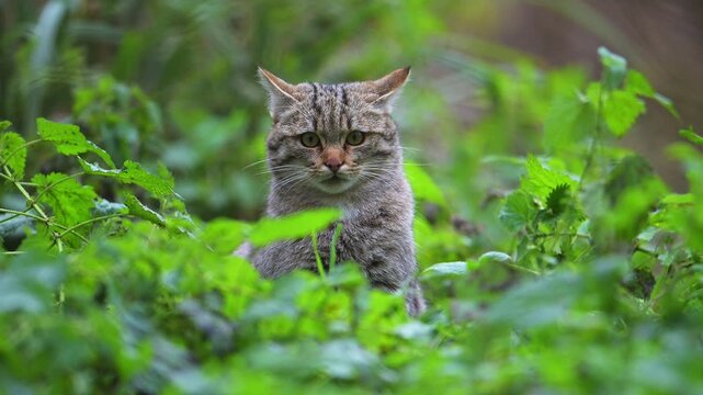 Eine Katze sitzt im gr&uuml;nen Gras, umgeben von &uuml;ppiger Vegetation, europ&auml;ische Wildkatze (felis silvestris), Sommer, Deutschland, Europa