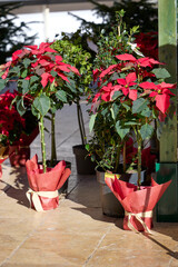 Poinsettia plants displayed at a Christmas market
