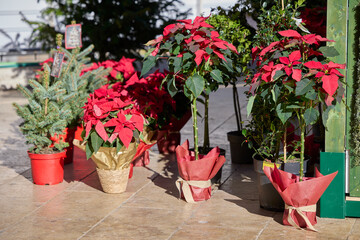 Poinsettia plants displayed at a Christmas market
