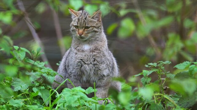 Eine Katze sitzt im Gr&uuml;nen Gras, umgeben von &uuml;ppiger Vegetation, europ&auml;ische Wildkatze (felis silvestris), Sommer, Deutschland, Europa